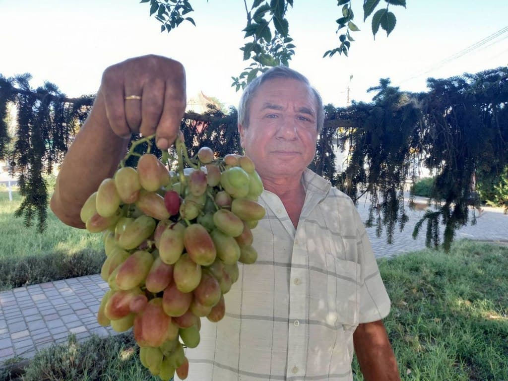 Фермер з Одещини Костянтин Маджара вже майже 30 років займається виноградарством. Фото: odessa-life.od.ua