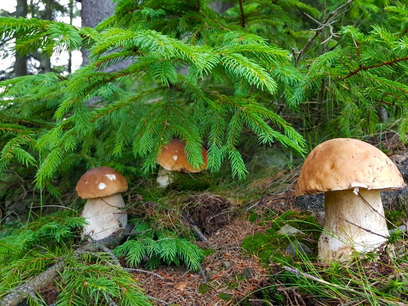 Лісники-екскурсоводи кажуть, що зазвичай гриби ростуть «сімейством». Фото: cikava.net