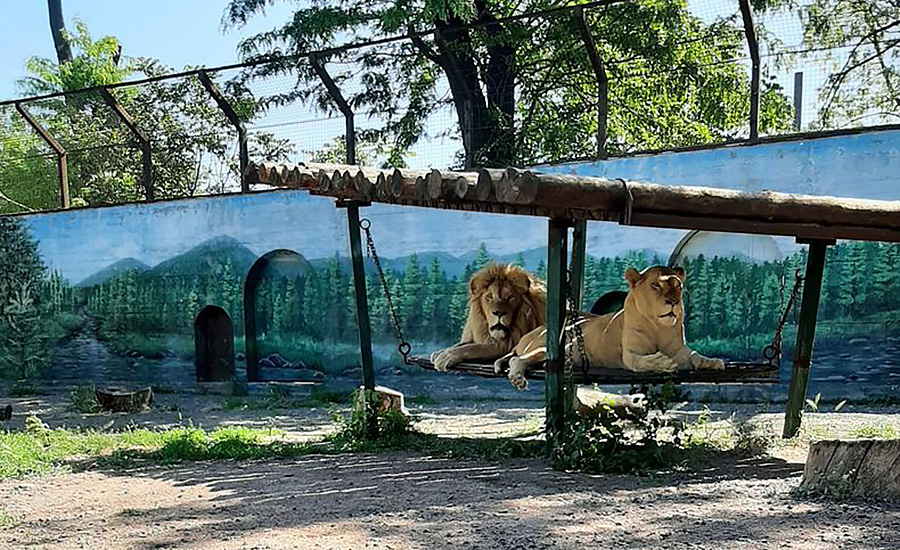 Пару білих левів, врятованих із «Фельдмана Екопарку», тепер не впізнати. Фото: особиста сторінка Ігоря Бєлякова у ФБ facebook.com/zmeybelyakov