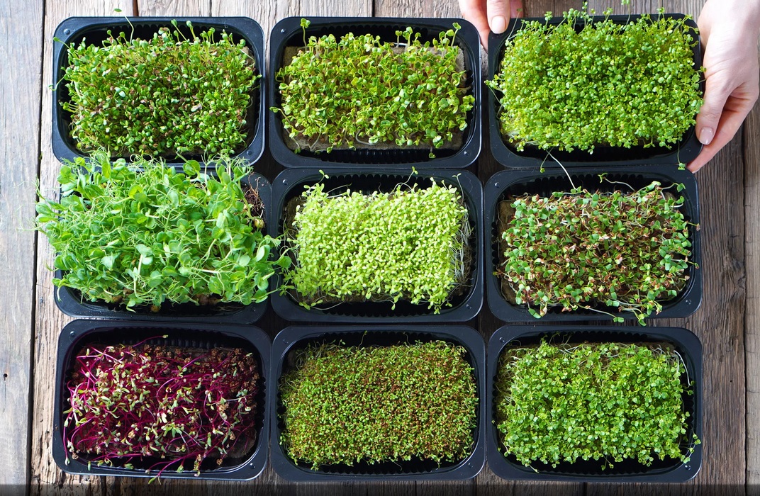 У цих маленьких зелених паростках багато вітамінів та мінералів. Фото: seattletimes.com