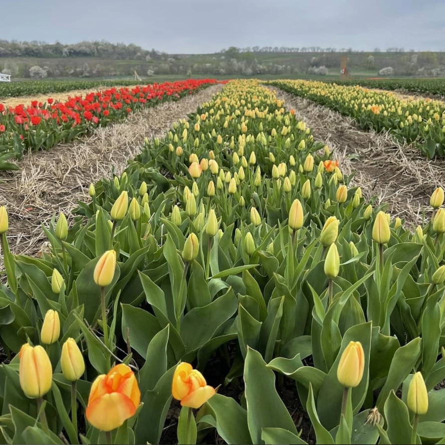 Все тюльпаны - сортовые, привезенные из Голландии. Фото: https://www.instagram.com/dolyna_tulpaniv/ 