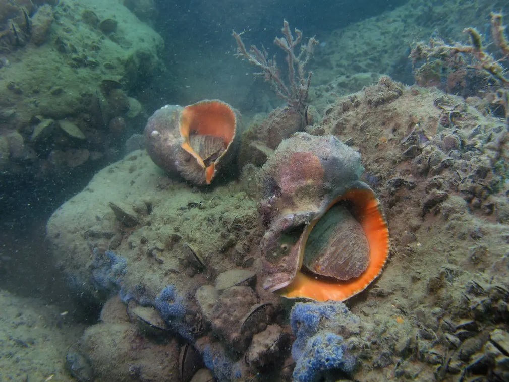 Рапани живуть на дні морському, пересуваючись за допомогою мускулистої ноги. Фото: inforesist.org