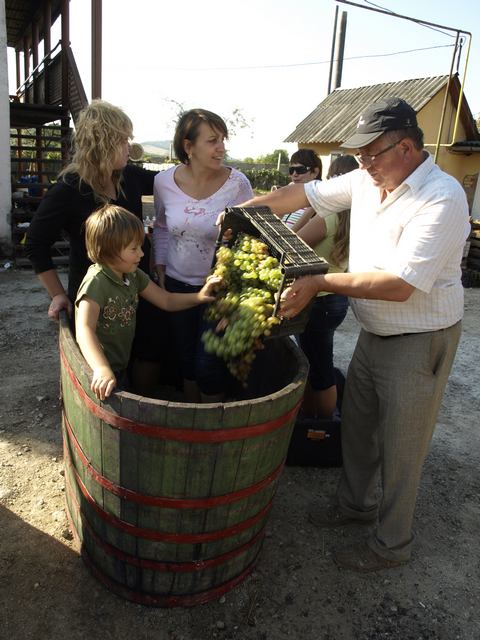 Цього року кількість ягід буде великою – новий виноград уже почав плодоносити. Фото: sasspince.com.ua