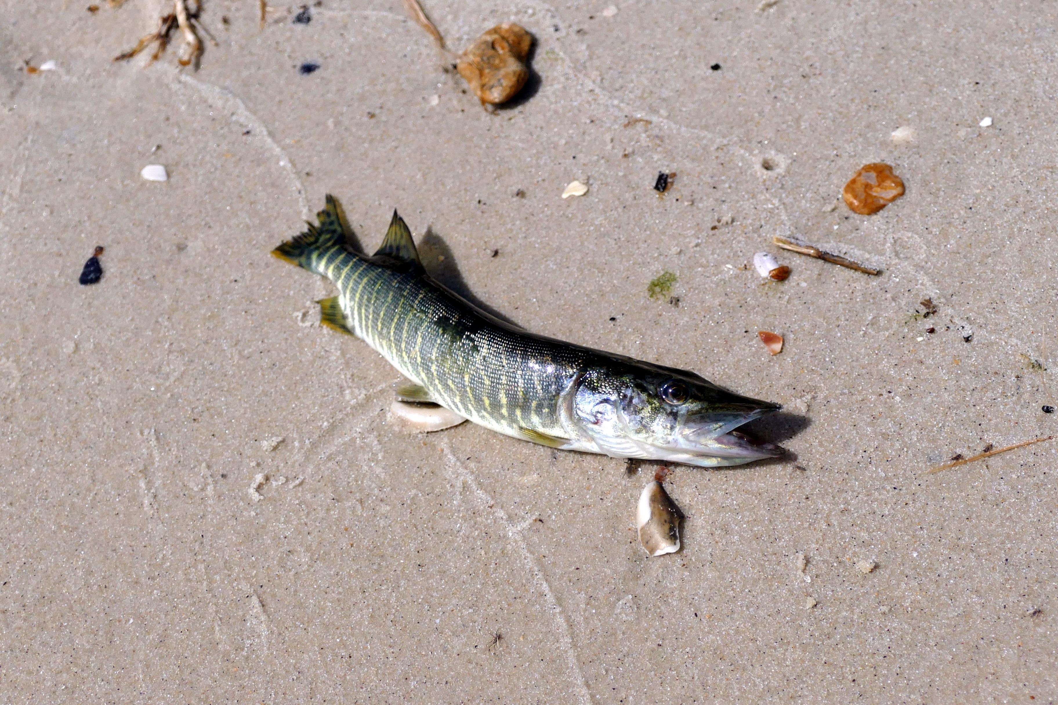 Щоб річкову щуку викинуло на морський берег, такого навіть старожили пригадати не можуть. Фото: https://t.me/xydessa