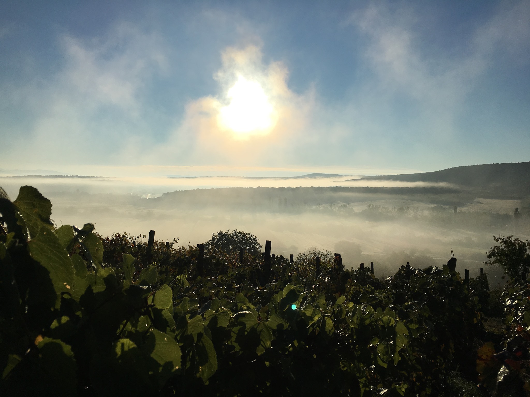 Село Кідьош стоїть на вулканічній породі, а виноградники розбиті на вулканічних пагорбах. Фото: Крістіан Шош