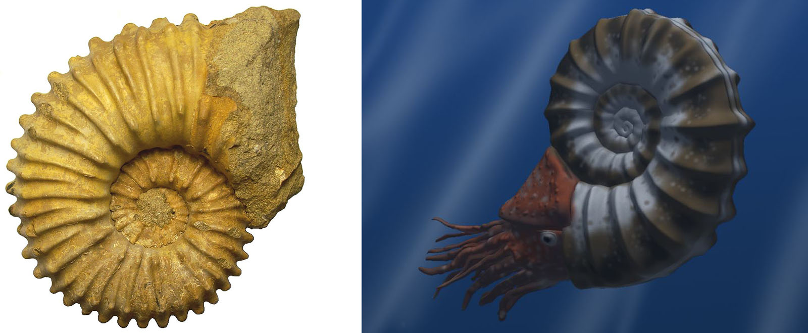 Амоніти - викопні головоногі морські молюски. Фото: uk.wikipedia.org