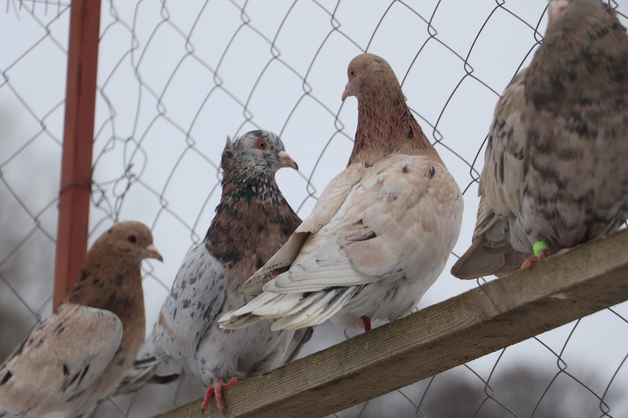 Так выглядят бакинские бойные голуби. Фото: facebook.com/Юра Матохнюк