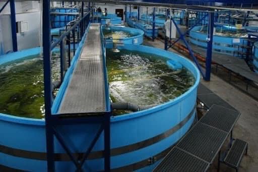 Насправді ферма - це кілька басейнів для вирощування морепродукту. Фото: facebook.com (http://facebook.com/)/Українська креветка - Західний регіон