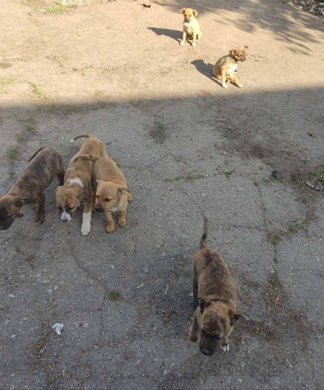 Бродячие щенки заполонили остров. Фото: Светланы Охрименко