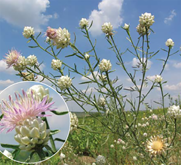 Волошка хибно-білочешуйчаста. Ця квітка росте на площі всього 5 га і більше ніде у світі. Фото: redbook-ua.org