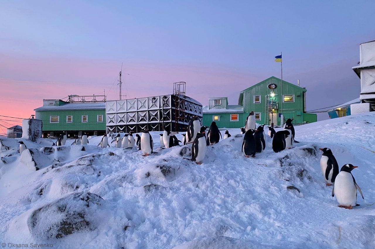 Станцію «Академік Вернадський» облюбували пінгвіни. Кажуть, це гарний знак. Фото: facebook.com/AntarcticCenter