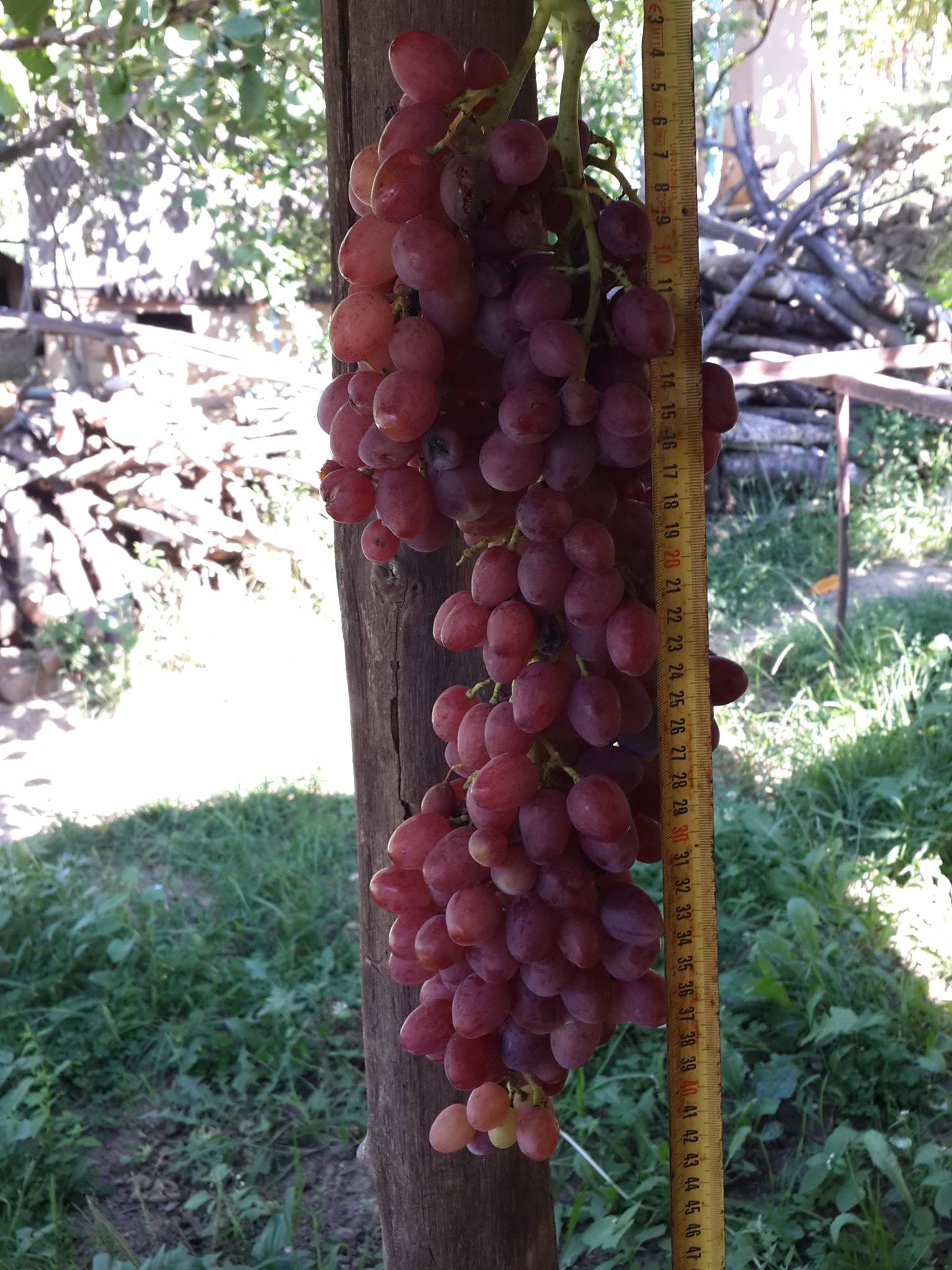 Ну чим пишатися у Виноградові, як не виноградом? У Наталі 600 кущів дають урожай ягід 150 сортів. Фото: facebook.com/Наталія Мартишинець