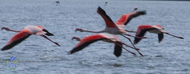 Летящие фламинго - прекрасное зрелище. Фото: facebook.com/rusevivan