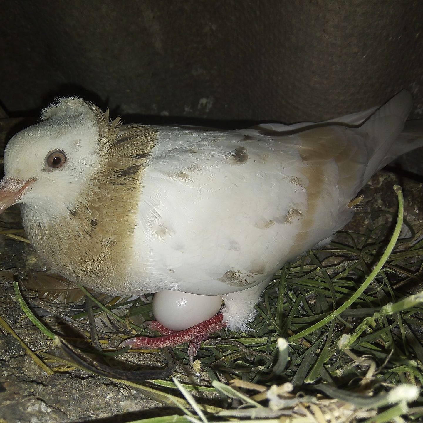 Через стрес голуби злазили з яєць і голуб’ята не могли вилупитись. Фото: facebook.com/ Юра Матохнюк