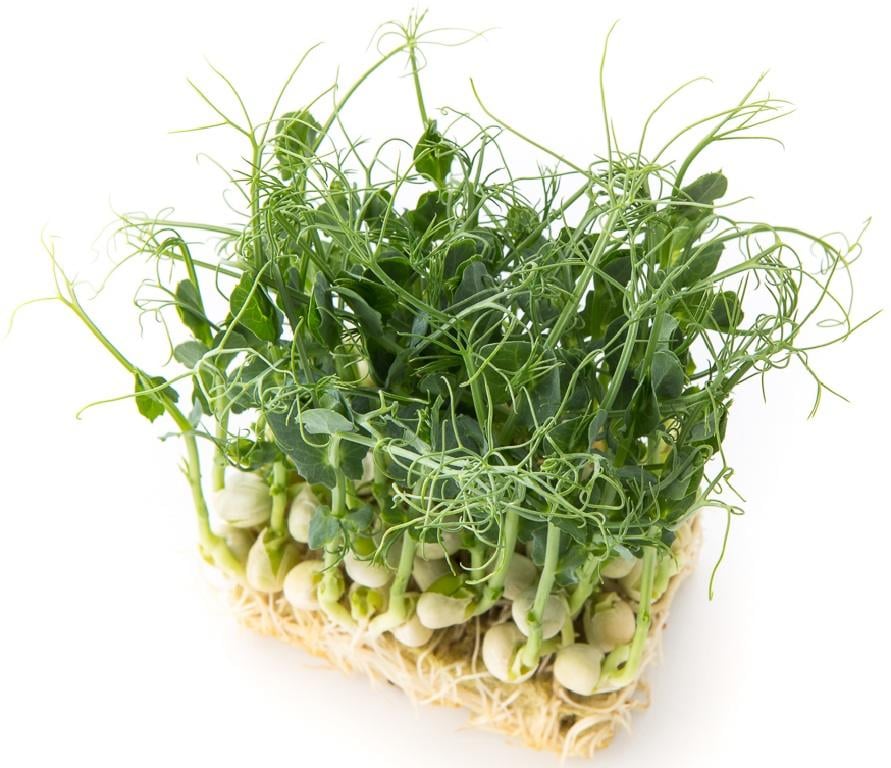 Горох - одна з найбільш затребуваних рослин на підвіконні - і росте швидко і багато вітамінів. Фото: ФБ Микрозелень Краматорск 