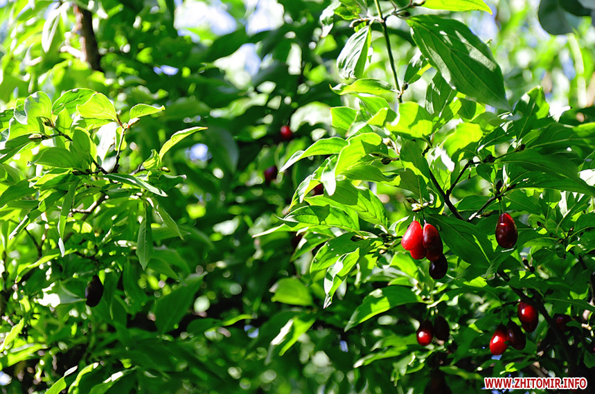Необычные ягоды гоми. Фото: zhitomir.info