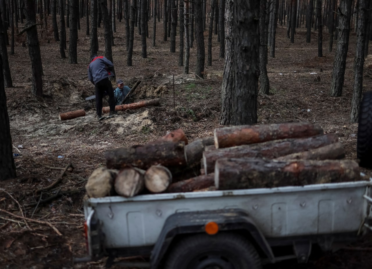 Самостоятельно рубить дрова в лесу - незаконно. И за нарушение полагается штраф. Фото: REUTERS/Gleb Garanich​