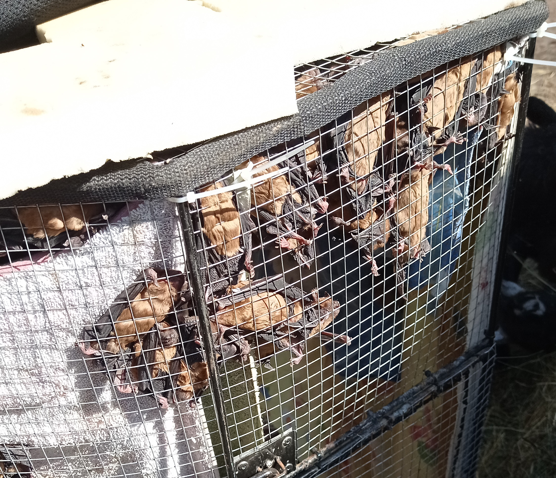 У клітці кажани насолоджуються сонцем. Фото: надано Альоною Шуляк