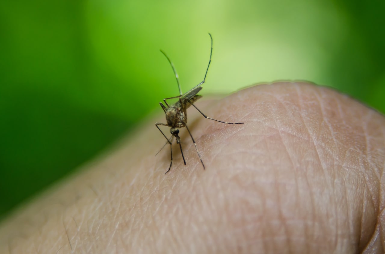Комары нападают в сумерках и при влажной погоде. Фото: PxHere