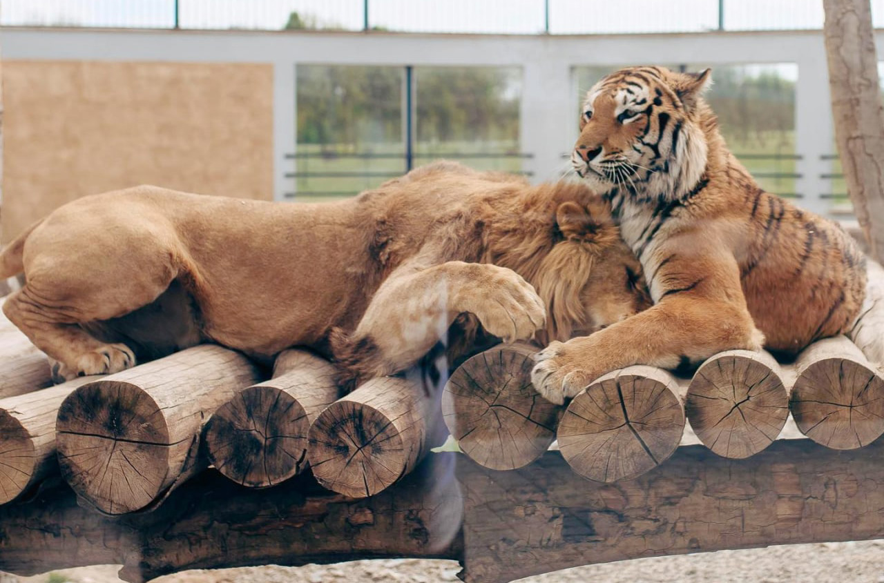 Леви з тигром у парку – найкращі друзі. Фото: facebook.com/parkzemli