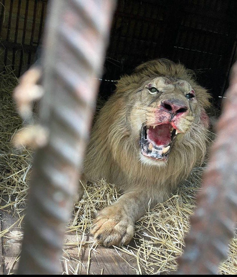 Злякавшись обстрілів, лев сильно розбив собі морду об прути клітки. Фото: facebook.com/wildanimals.ua