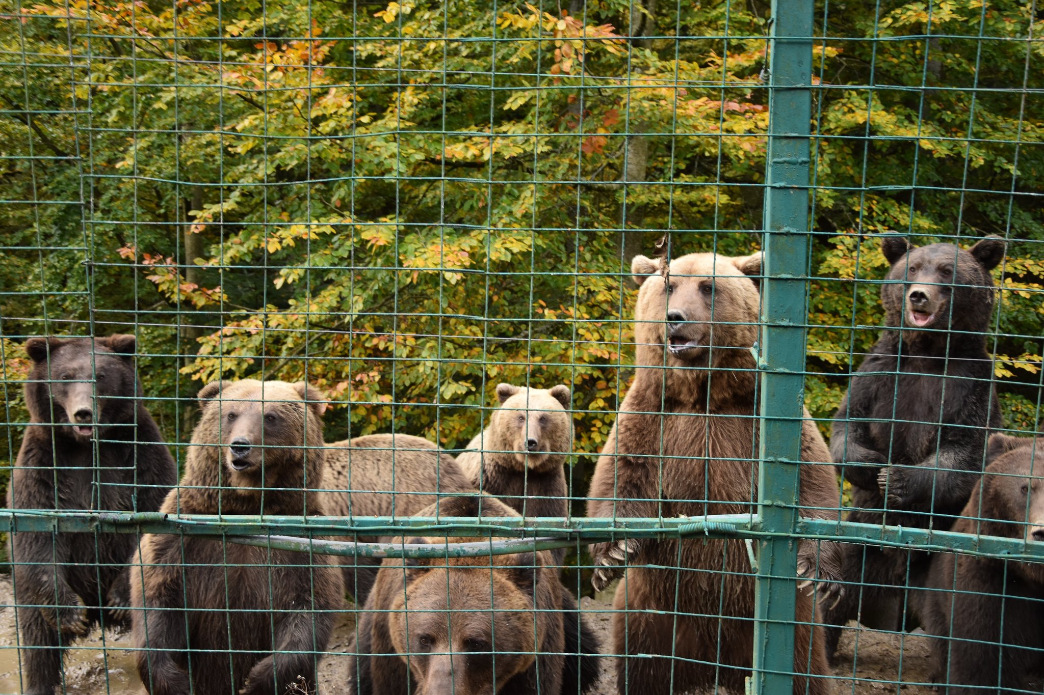 Месяц Балу будет сидеть на карантине, после чего 400-килограммового медведя обследуют ветеринары.    Фото: ФБ Національний природний парк 