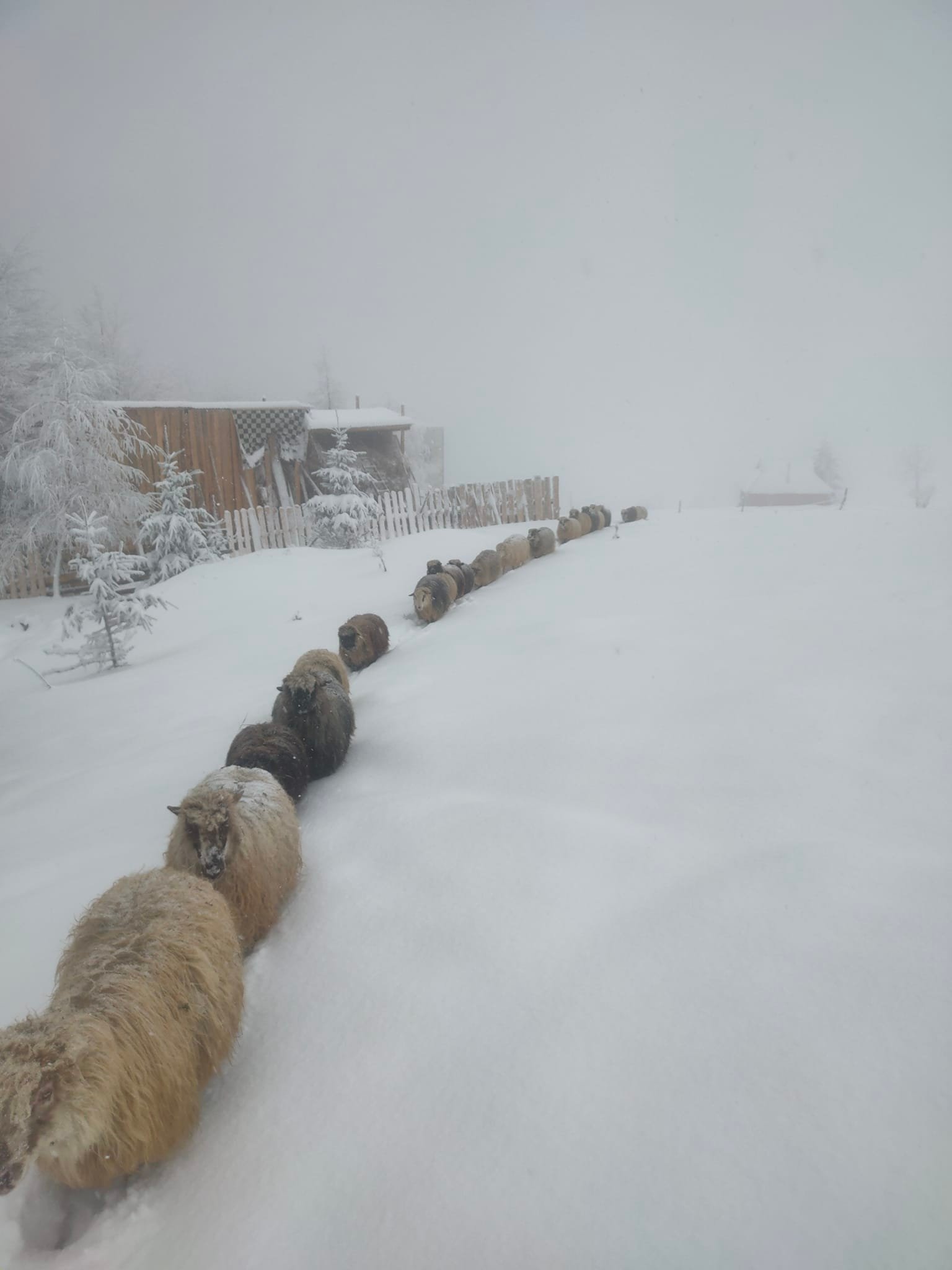 Василь Небела разом із сотнею своїх овець уже третій рік зимує на висоті 1100 метрів. Фото: facebook.com/Бриндзарня