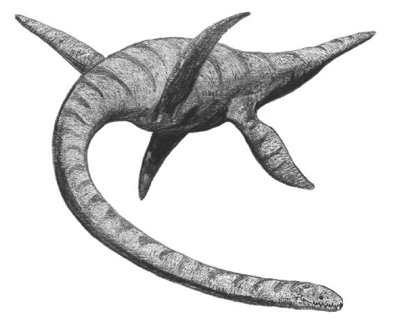 Плезиозавр. Фото: ru.wikipedia.org