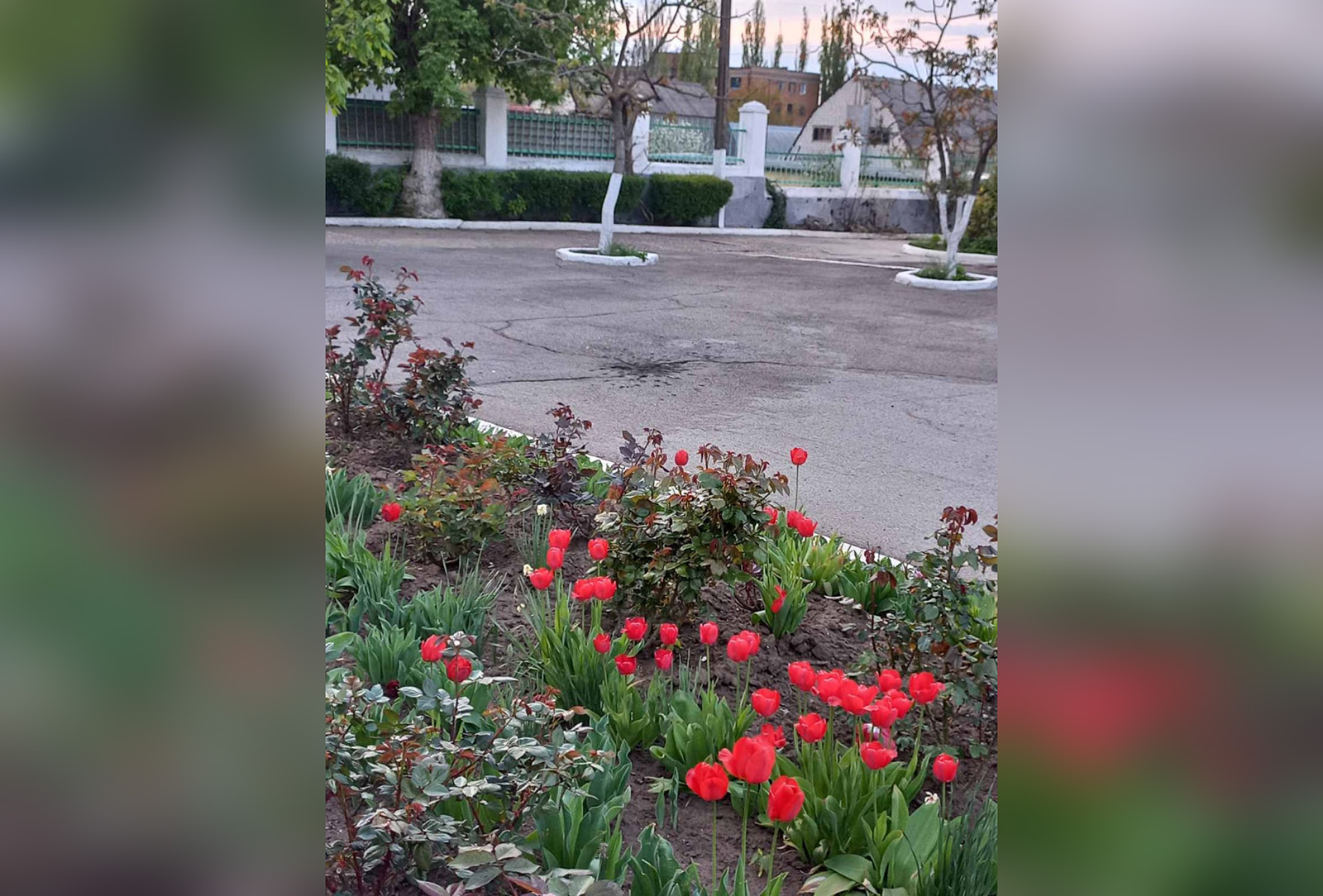 Жуткое сочетание цветущих тюльпанов и след на асфальте от попадания в него мины. Фото: Личный архив Ирины Уваровой