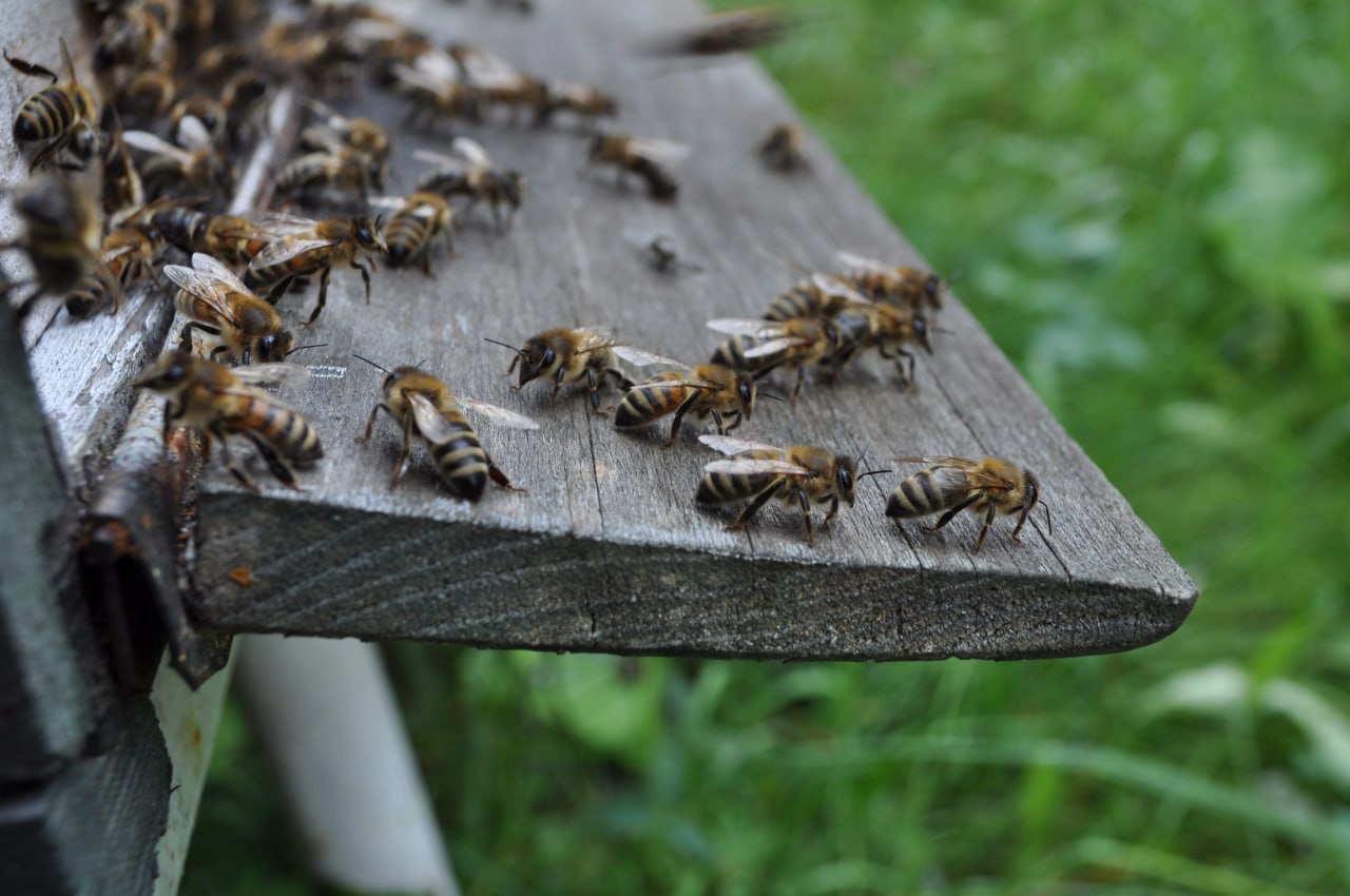 Пчелы. Фото: pxfuel.com