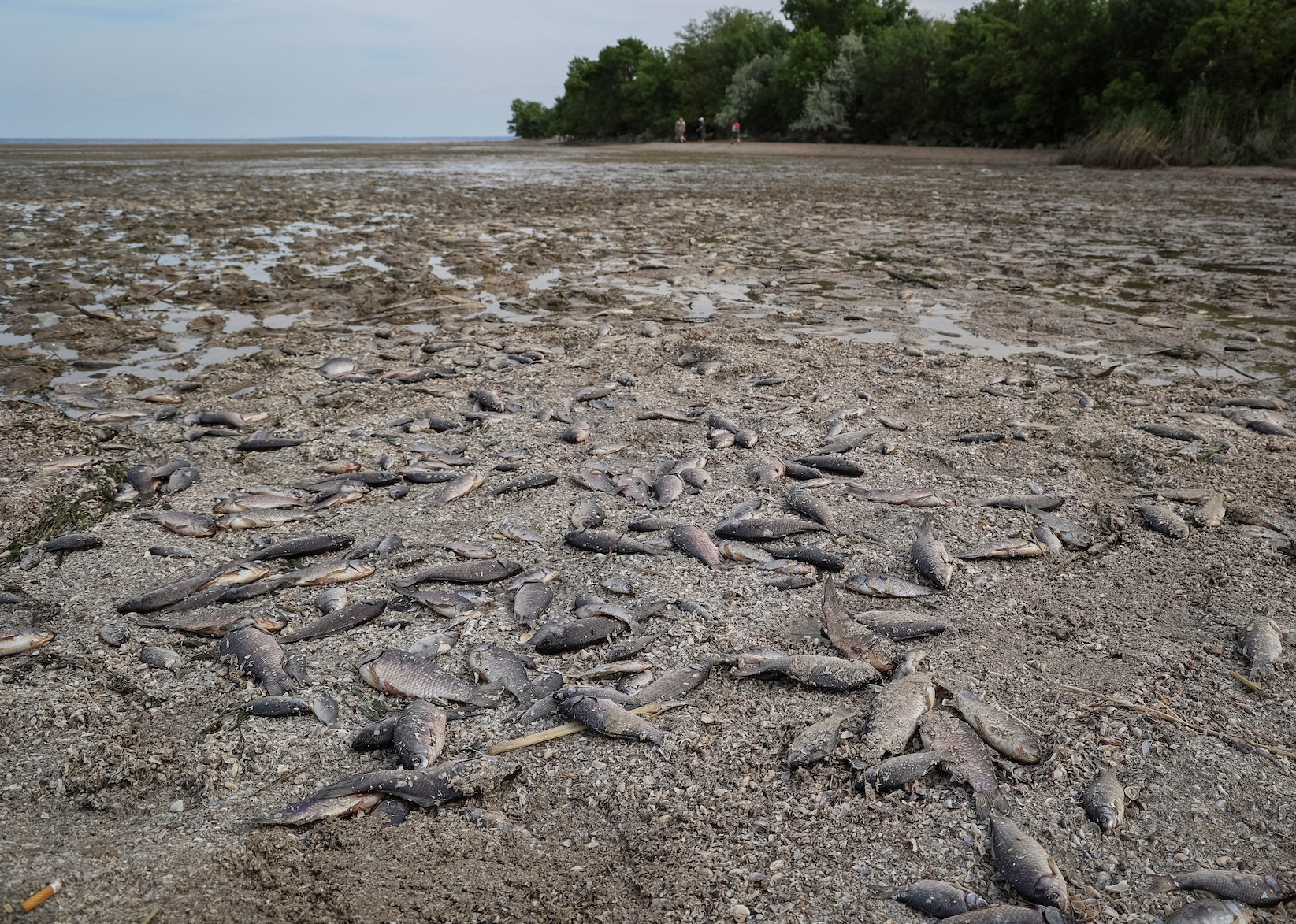 Лікарі закликають людей ні в якому вигляді не вживати рибу, що залишилася після спаду води. Фото: REUTERS