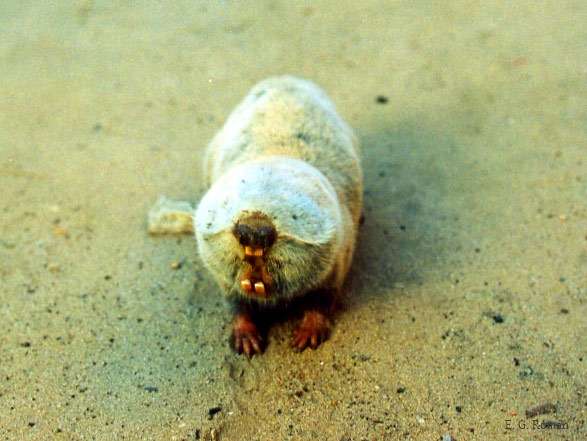 Песчаный слепыш. Крохотный житель Алешкинских песков – песчаный слепыш, страдающий от взрывов. Фото: redbook-ua.org