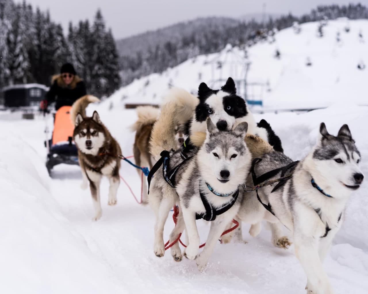 Кроме традиционных зимних развлечений, здесь можно покататься на собачьих упряжках. Фото: instagram.com/bukovel/