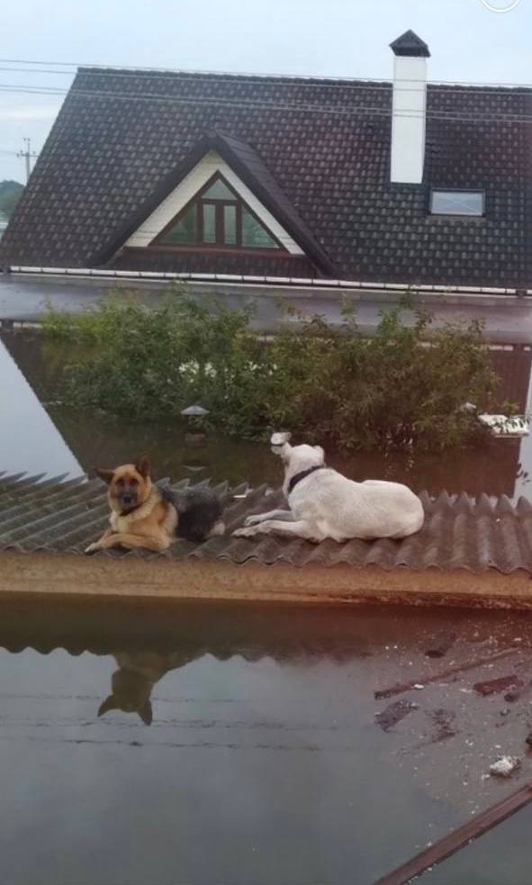 Собаки на крышах затопленных Олешек. Фото: t.me/aleshki_zrada