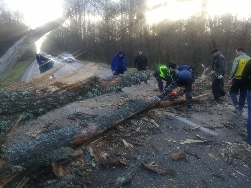 На Чернігівщині дерева впали на трасу М-01. Фото: facebook.com/policechernigivshchini