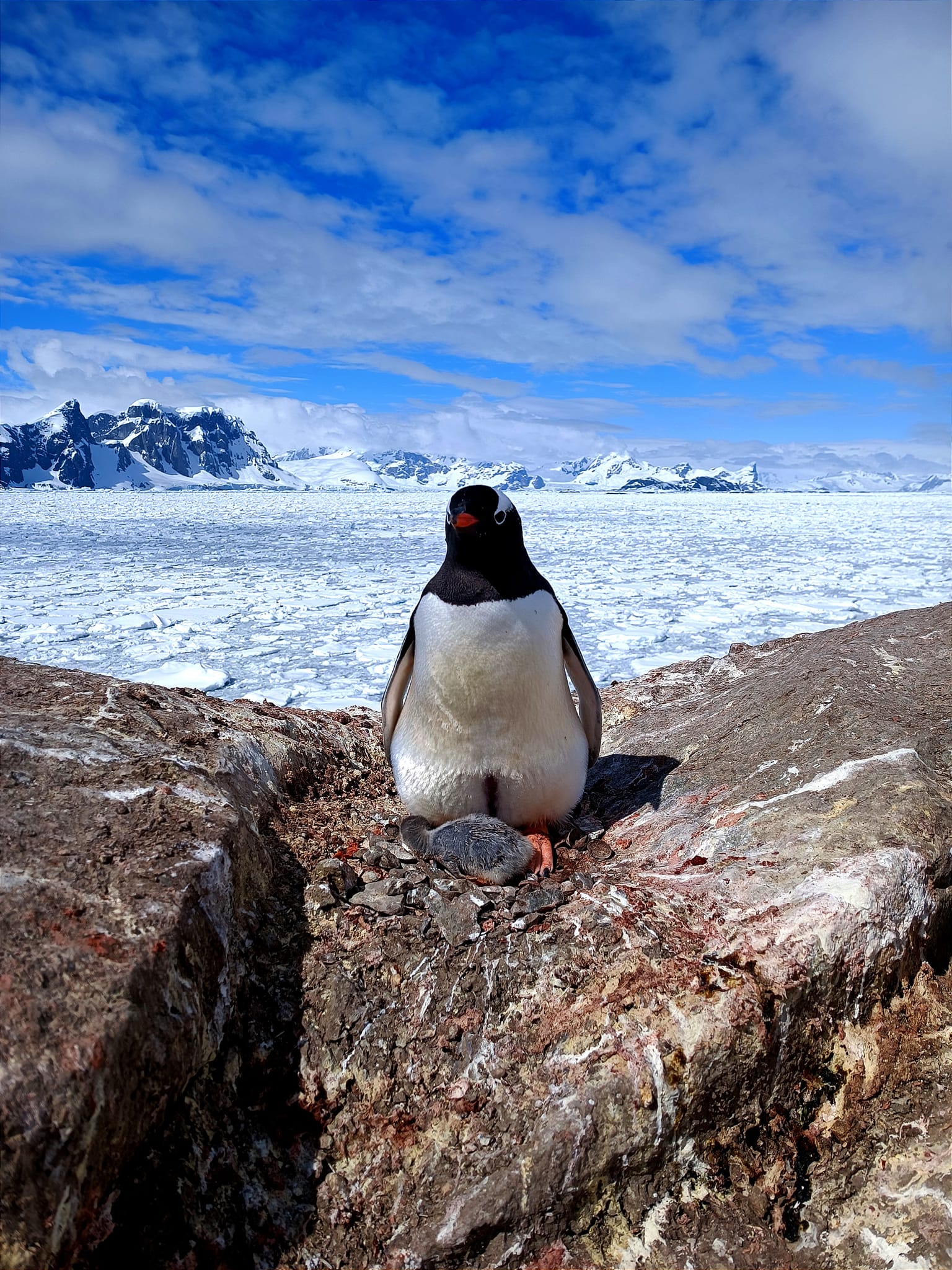 Фото: Марта Дзиндра и Сергей Глотов/facebook.com/AntarcticCenter