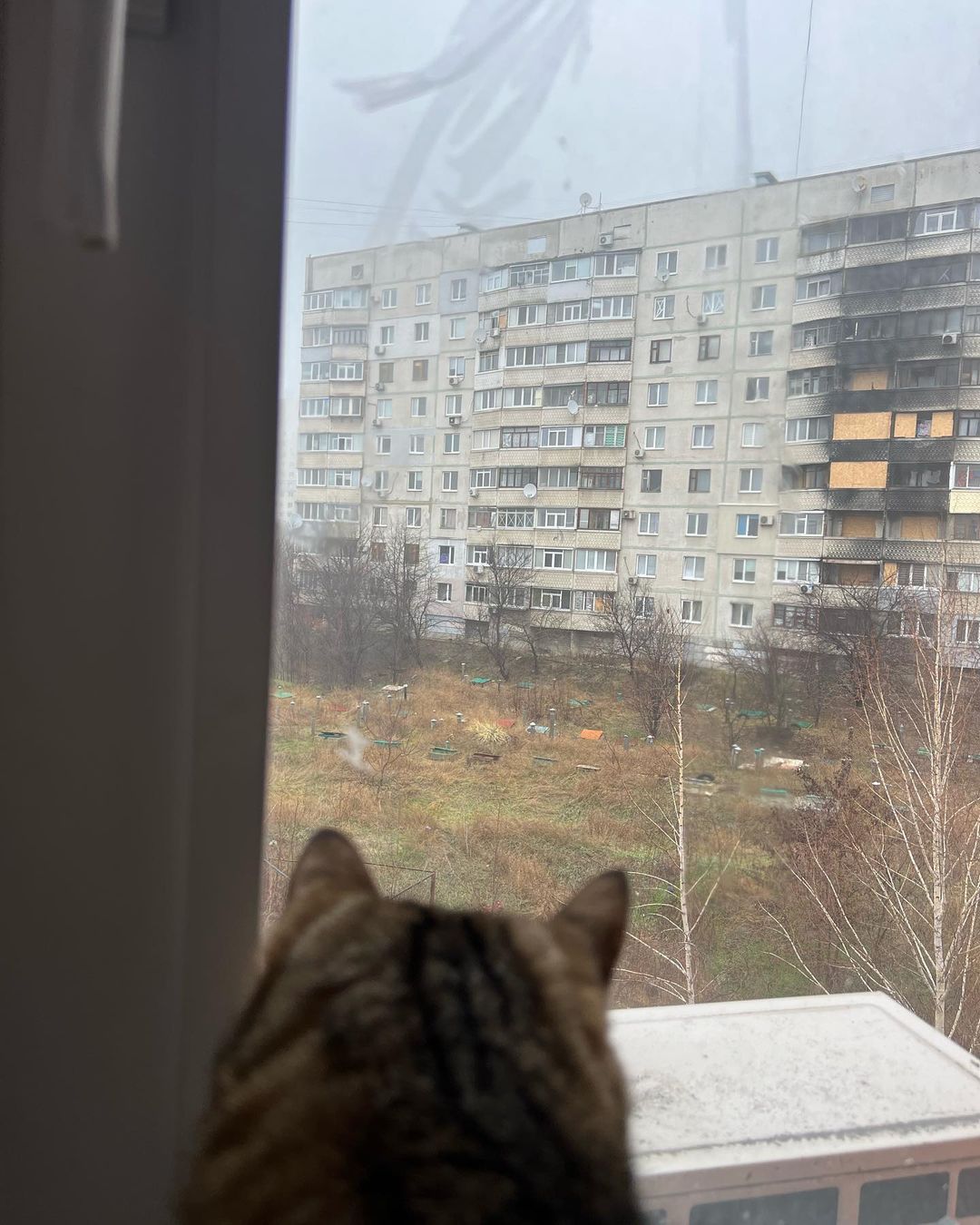 Кіт Степан повернувся до Харкова. Фото: instagram.com/loveyoustepan