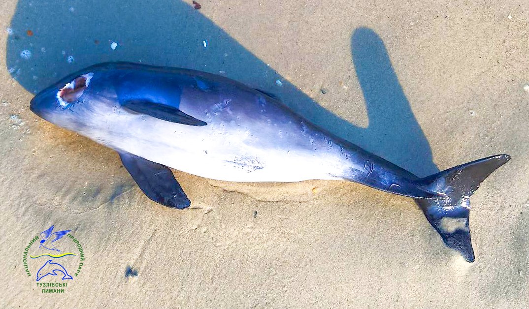 На маленьком участке побережья за время войны уже найдено 33 мертвых дельфина. Фото: facebook.com/rusevivan