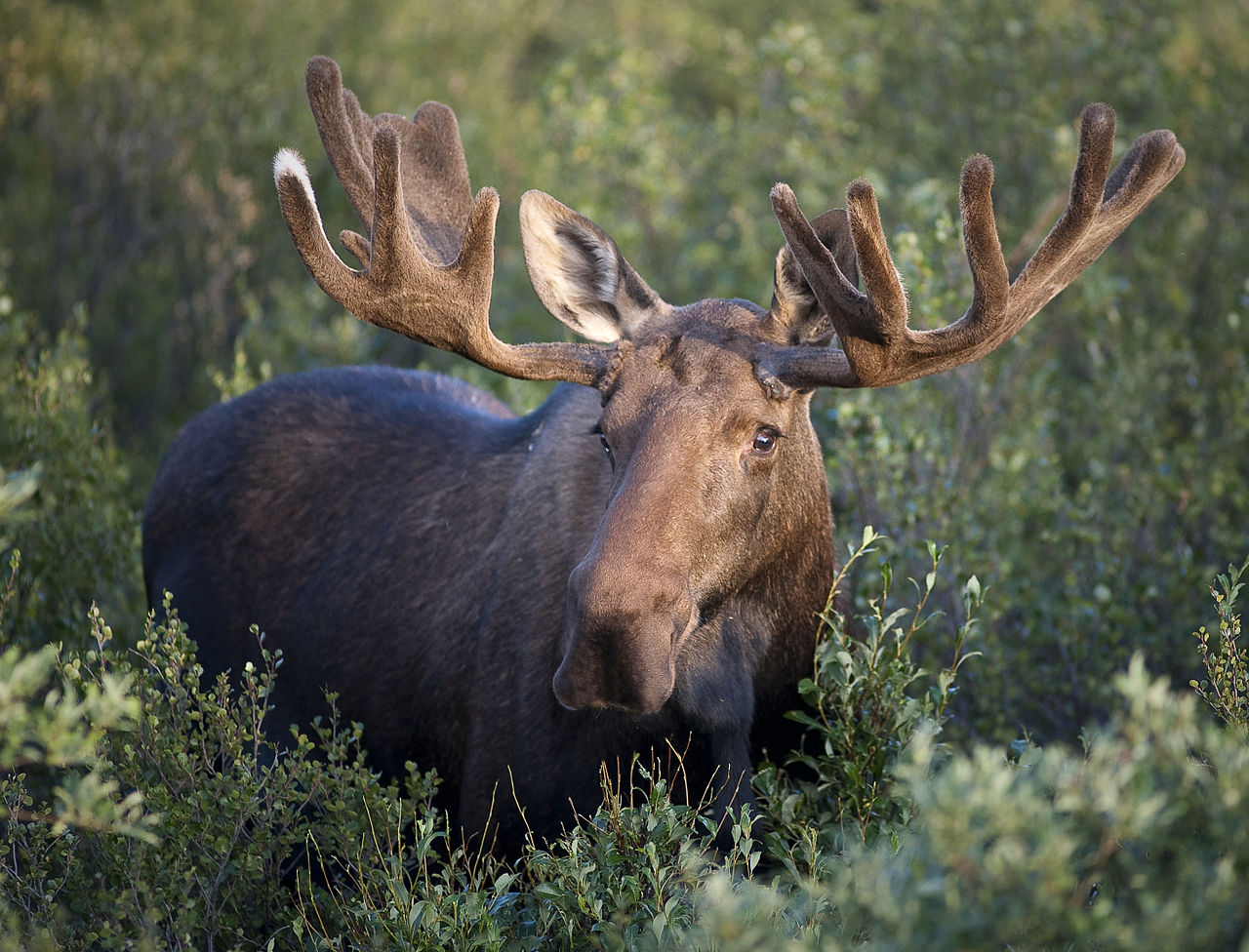 Лось - Denali National Park and Preserve / ru.wikipedia.org.