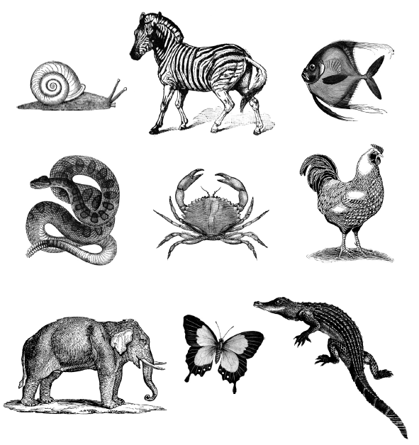 По таким рисункам можно тренировать память – запоминать количество животных, их расположения, виды и проч. Из книги испанского психолога Анхельс Наварро &laquo;Память не изменяет&raquo;.