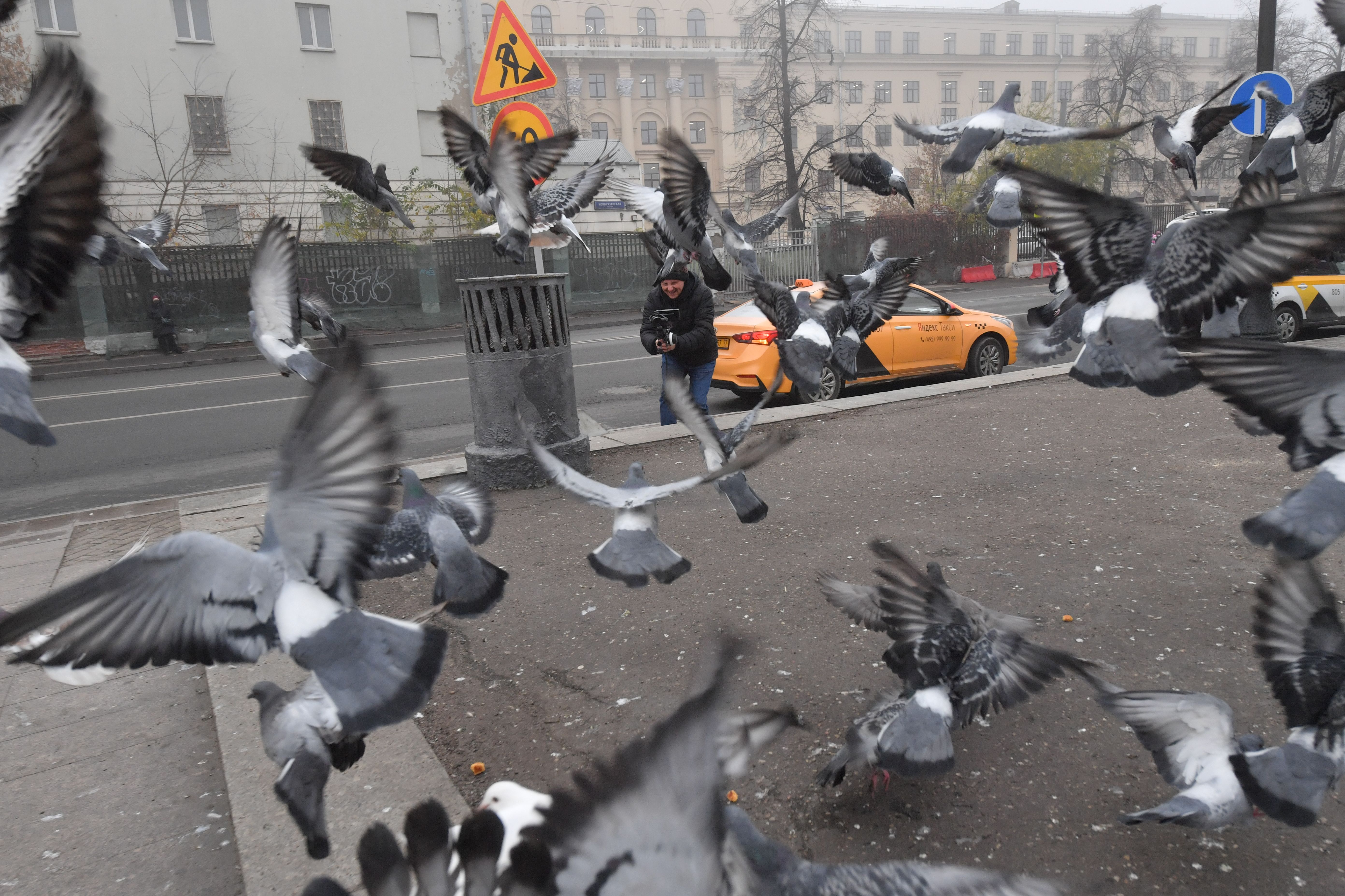 А ось популяцію голубів у містах треба зменшувати. Фото: Архів 