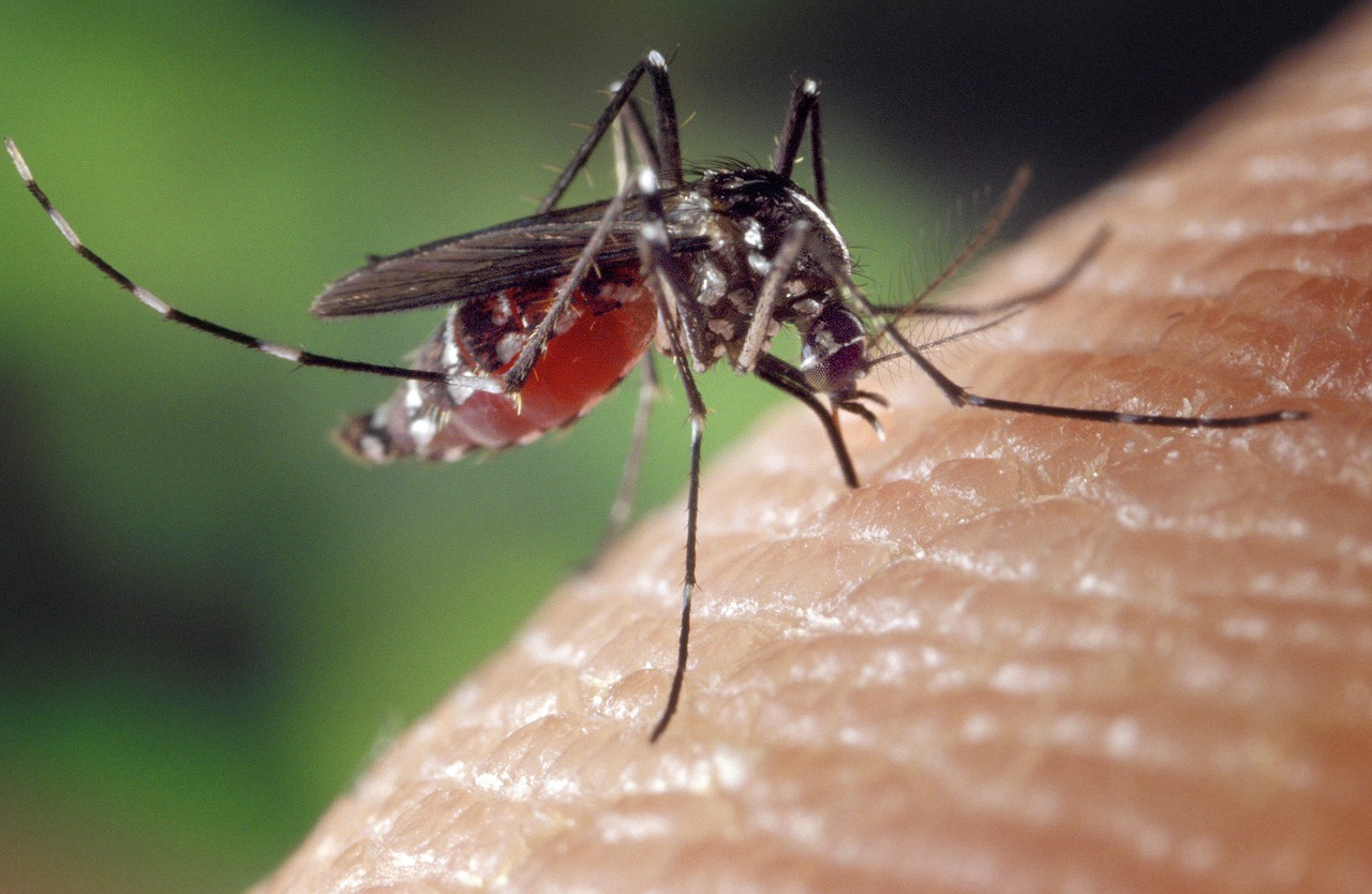 Ось ви кусаючого комара вбиваєте, а потім птахам та рибам їсти нічого. Фото: Welcome to all and thank you for your visit ! З сайту Pixabay