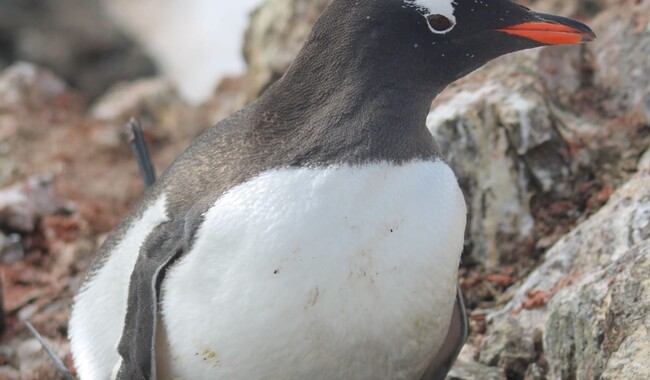 Фото: facebook.com/@AntarcticCenter