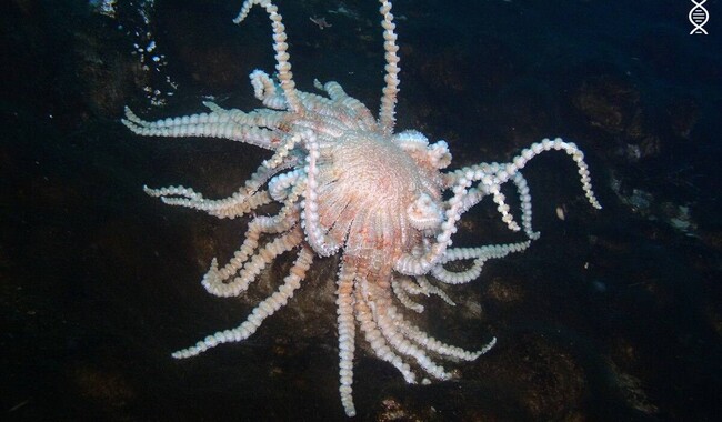 Антарктическая морская звезда вида Labidiaster annulatus, снятая на глубине около 40 метров. Фото: facebook.com/AntarcticCenter