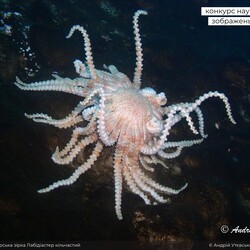 Антарктическая морская звезда вида Labidiaster annulatus, снятая на глубине около 40 метров. Фото: facebook.com/AntarcticCenter