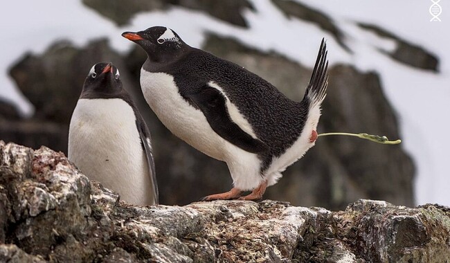Момент дефекации субантарктического пингвина вида джента. Фото: facebook.com/AntarcticCenter