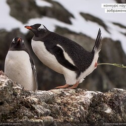 Момент дефекации субантарктического пингвина вида джента. Фото: facebook.com/AntarcticCenter