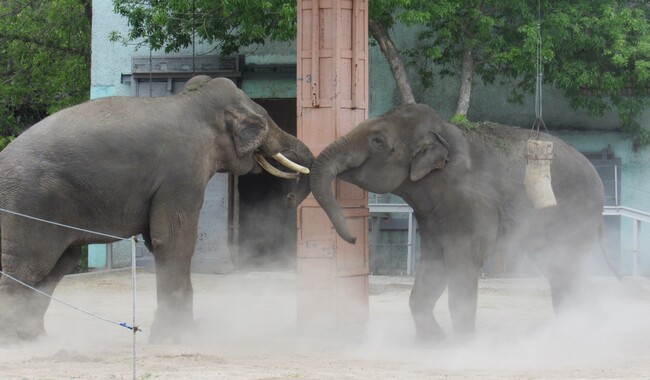 Фото: facebook.com/nikolaevzoo