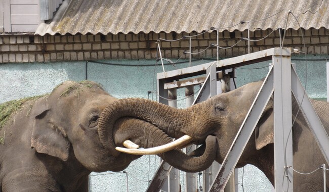 Фото: facebook.com/nikolaevzoo