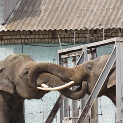 Фото: facebook.com/nikolaevzoo